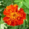 Marigold Plant