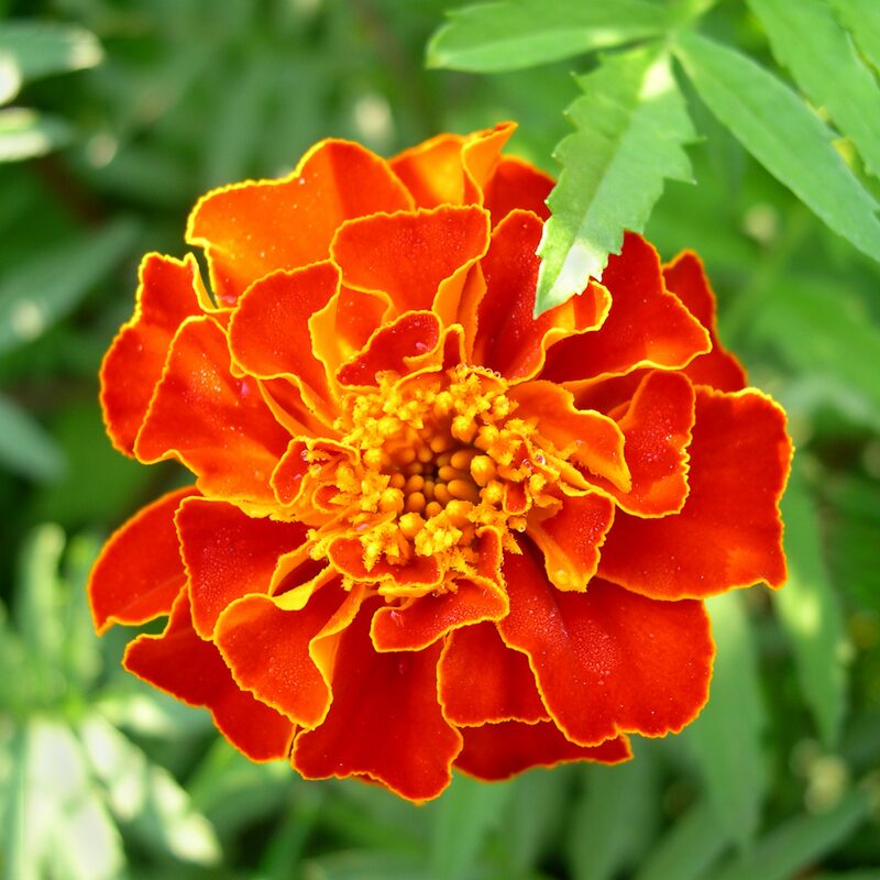 Marigold Plant