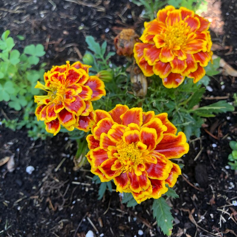 Marigold Plant - Image 5