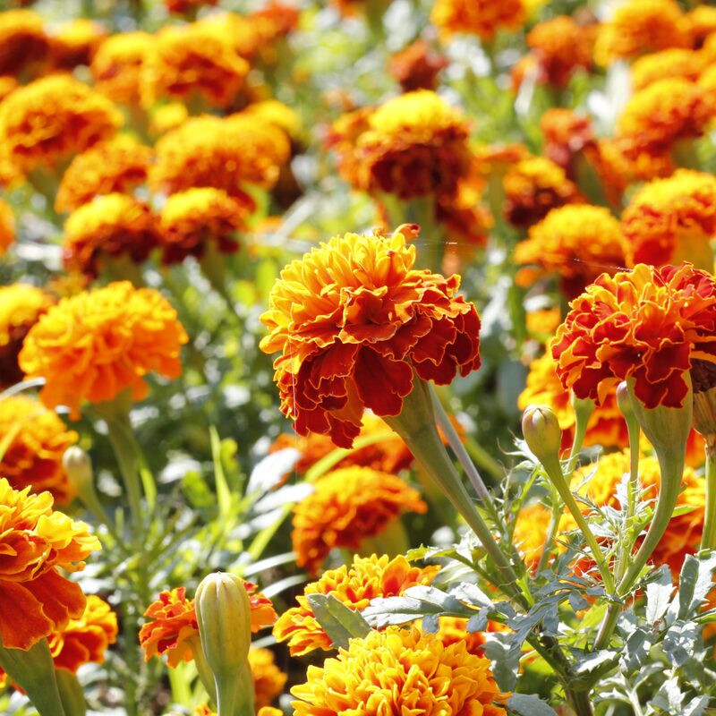 Marigold Plant - Image 4