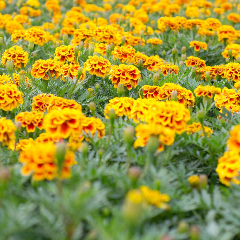 Marigold Plant - Image 2