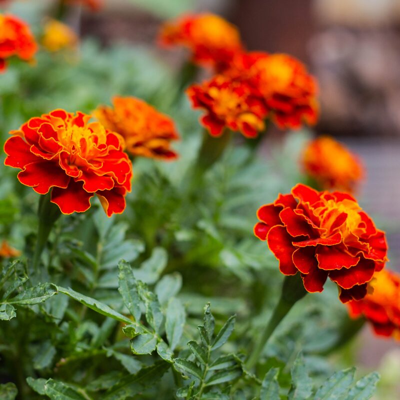 Marigold Plant - Image 3