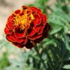 Marigold Plant