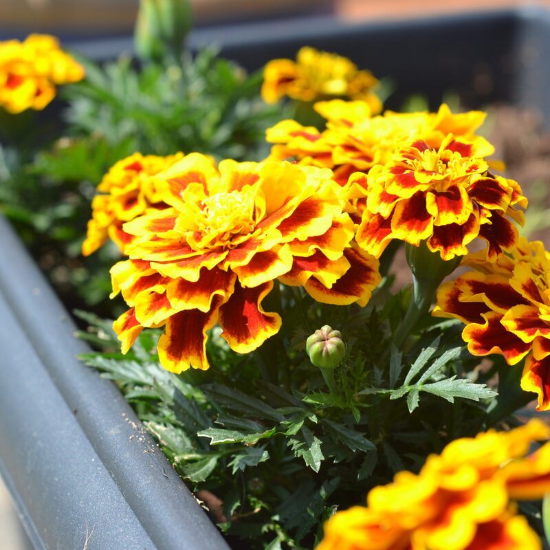 French Marigold Plant - Image 5