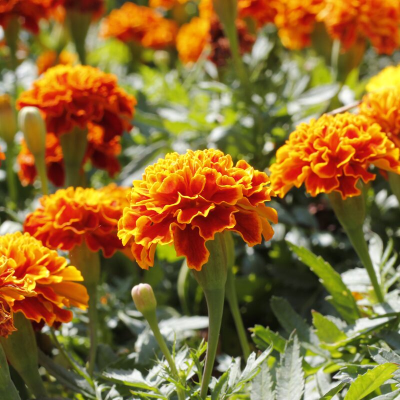 French Marigold Plant - Image 4