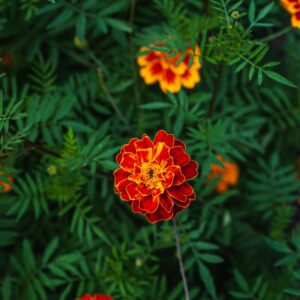 Alternative view of French Marigold Plant