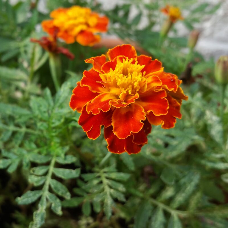 French Marigold Plant - Image 3