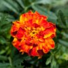 French Marigold Plant