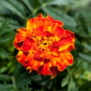 French Marigold Plant