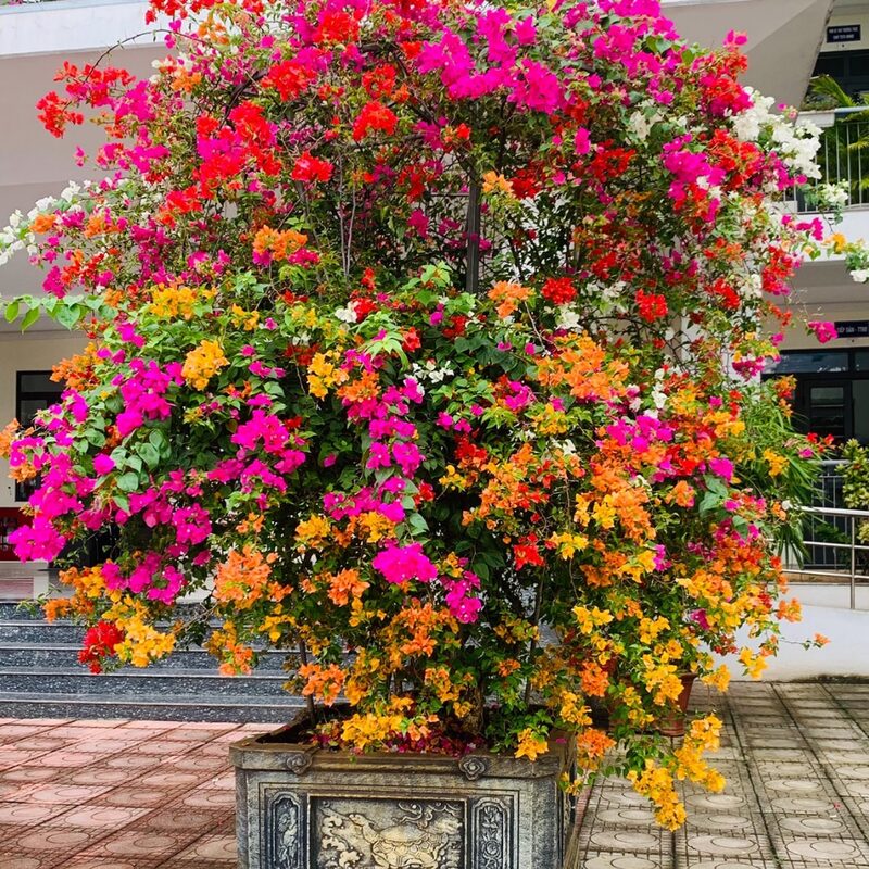 Bougainvillea Plant - Image 6