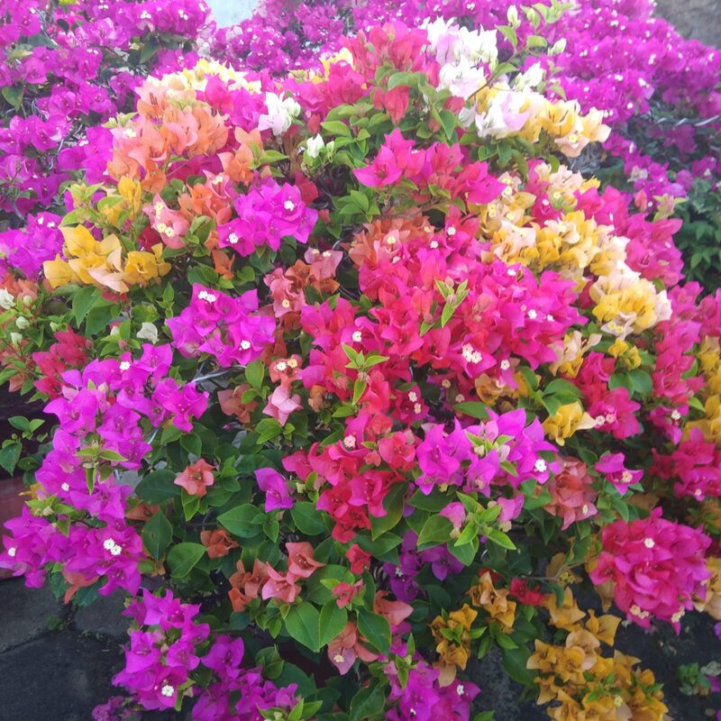 Bougainvillea Plant - Image 4