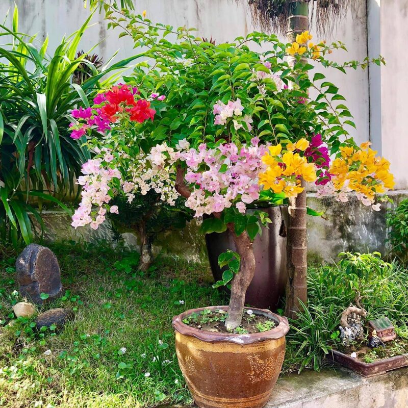 Bougainvillea Plant - Image 5