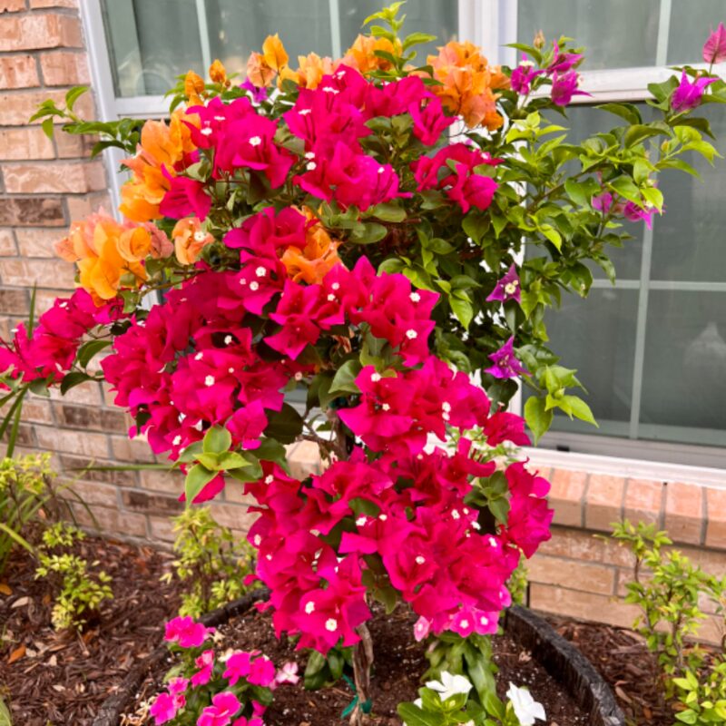 Bougainvillea Plant - Image 2