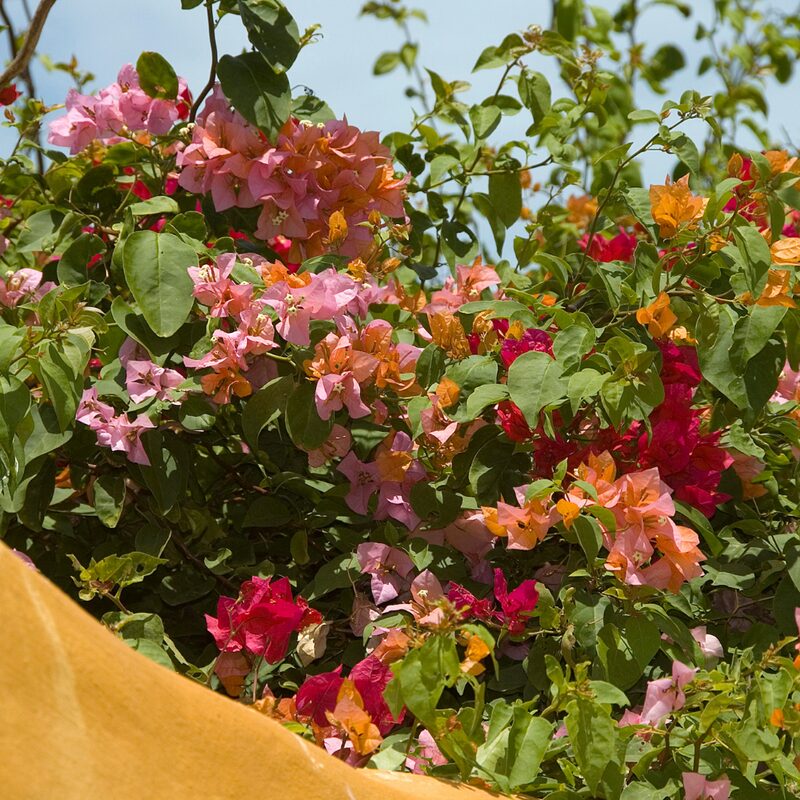 Bougainvillea Plant - Image 3