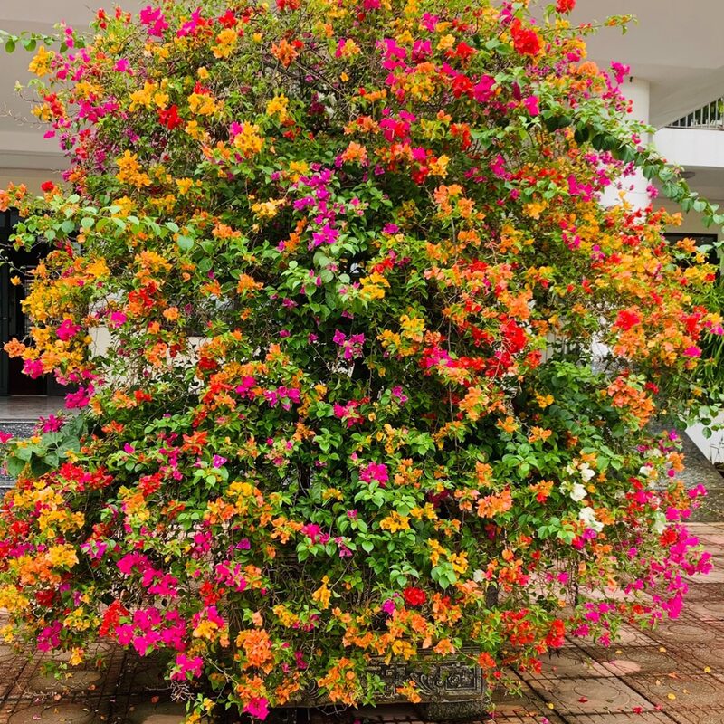Bougainvillea Plant