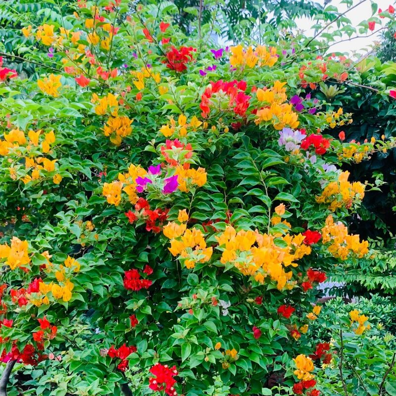 Bougainvillea Plant - Image 6