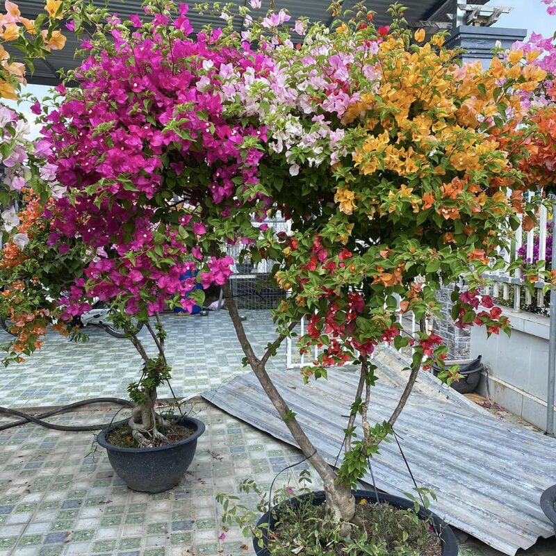 Bougainvillea Plant - Image 5