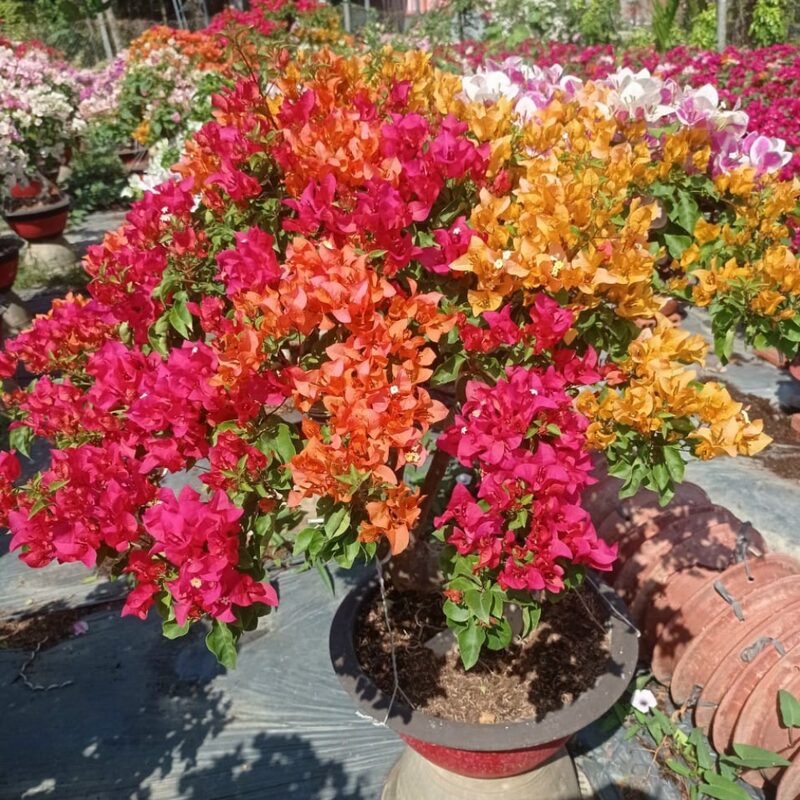 Bougainvillea Plant - Image 3