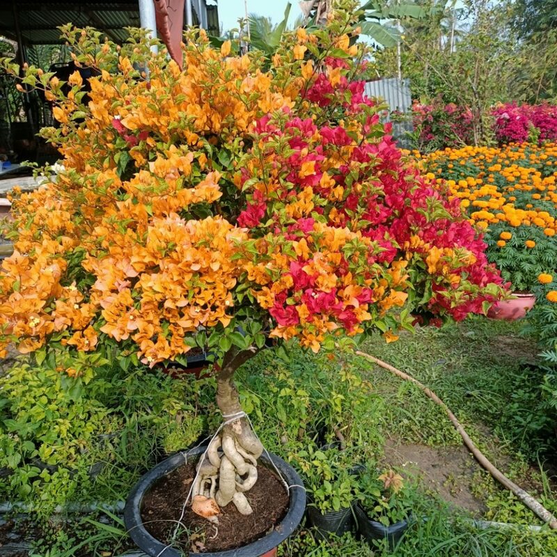 Bougainvillea Plant - Image 4
