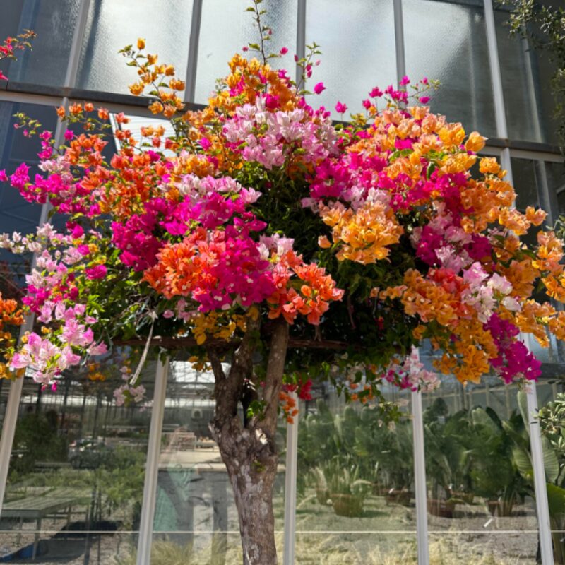 Bougainvillea Plant - Image 2