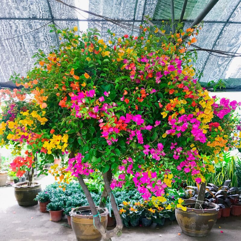 Bougainvillea Plant