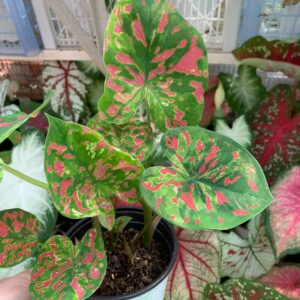 Alternative view of 4 Caladium Bulbs