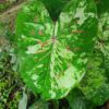 4 Caladium Bulbs