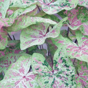 Alternative view of 8 Caladium Bulbs