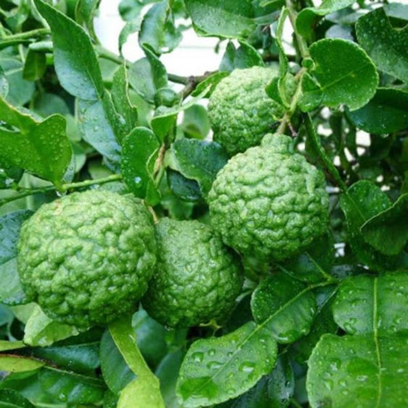 Kaffir Lime Tree 2-5" Tall - Image 6