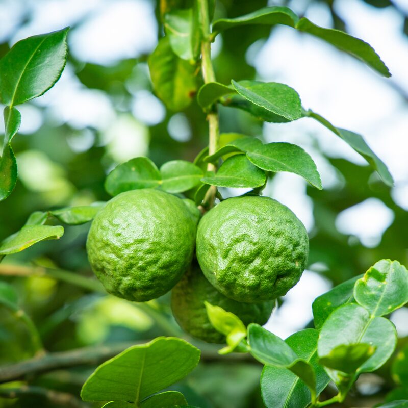 Kaffir Lime Tree 2-5" Tall - Image 5