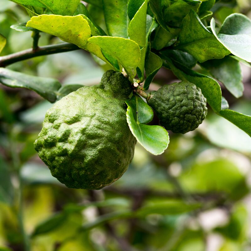 Kaffir Lime Tree 2-5" Tall - Image 4