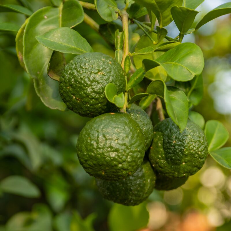 Kaffir Lime Tree 2-5" Tall - Image 3