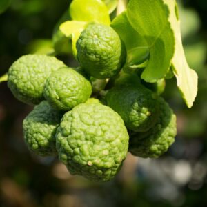 Alternative view of Kaffir Lime Tree 2-5" Tall
