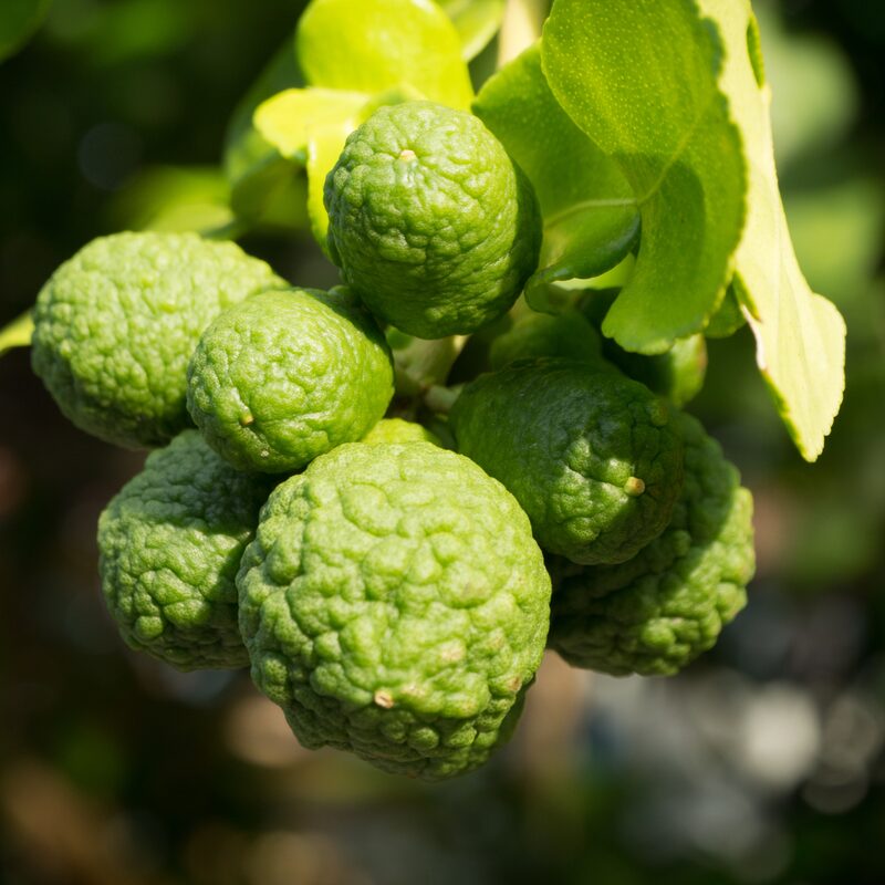 Kaffir Lime Tree 2-5" Tall - Image 2