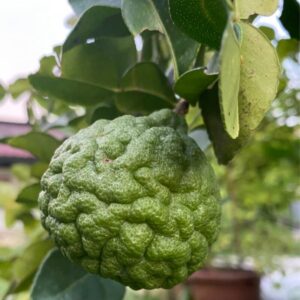 Kaffir Lime Tree 2-5" Tall