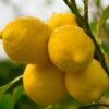 Dwarf Meyer Lemon Tree, Starter Plant From 3 Inches Tall For Growing