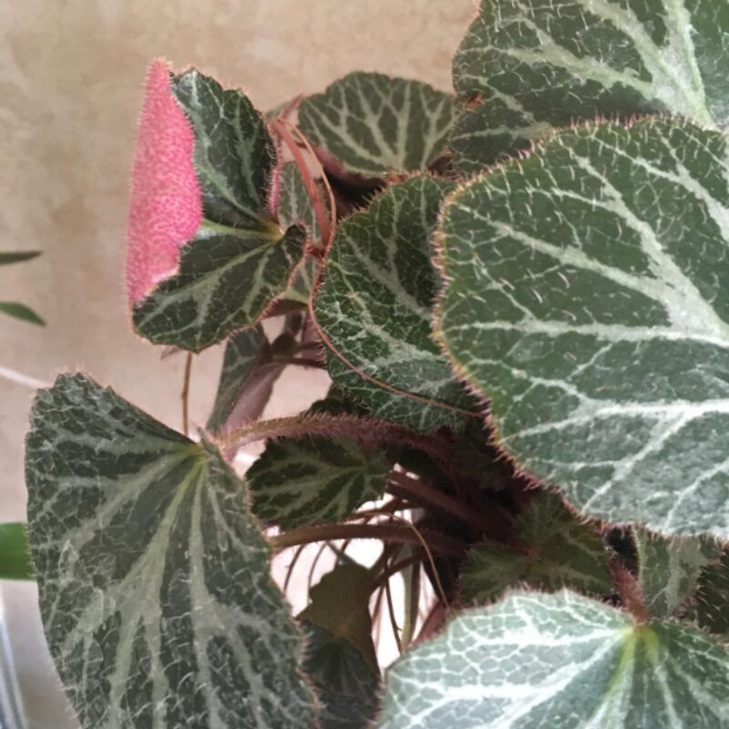 Strawberry Begonia Plant Potted - Image 4