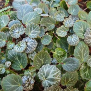 Strawberry Begonia Plant Potted