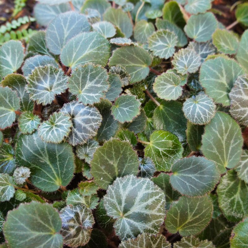 Strawberry Begonia Plant Potted