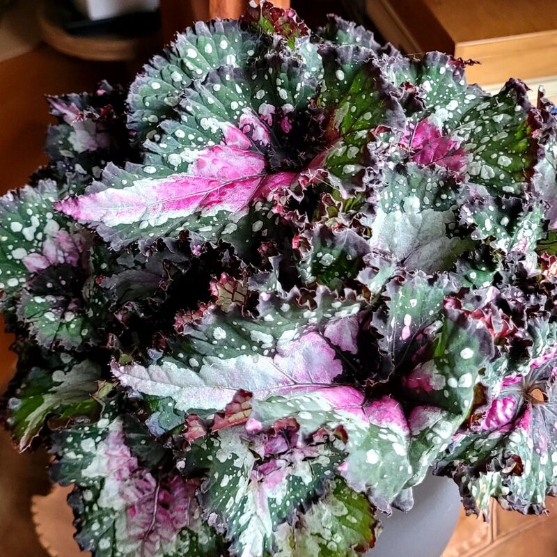 First Kiss Begonia Plant Potted - Image 3