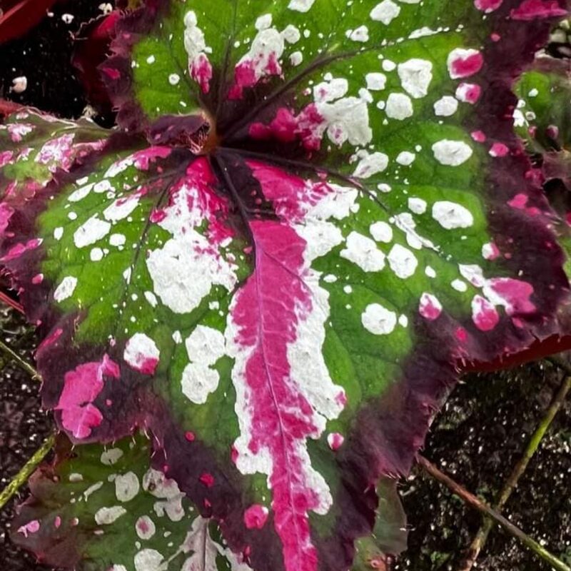 First Kiss Begonia Plant Potted - Image 2