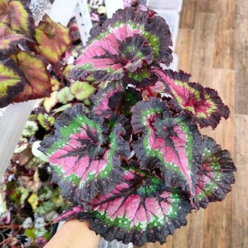 First Kiss Begonia Plant Potted