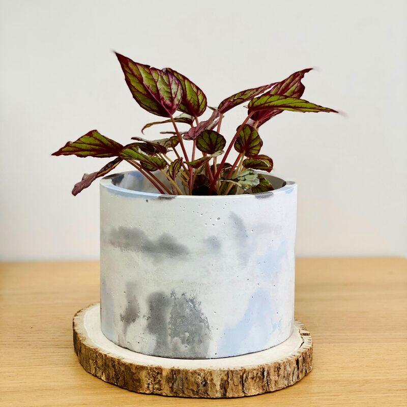 Hugh McLaughlin Begonia Plant Potted - Image 4