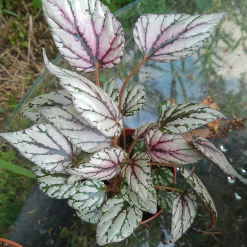 Hugh McLaughlin Begonia Plant Potted - Image 3