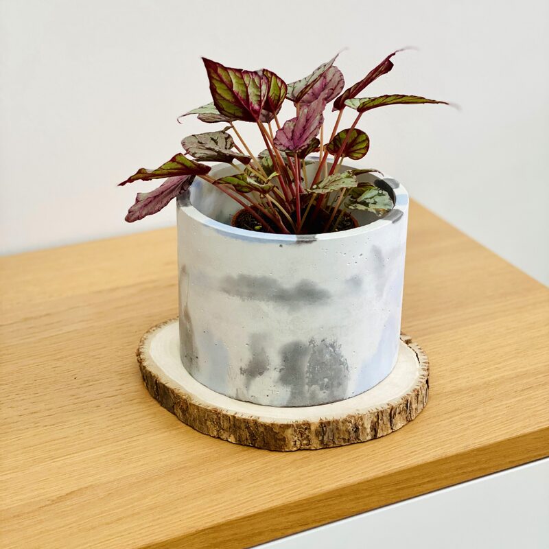 Hugh McLaughlin Begonia Plant Potted - Image 2