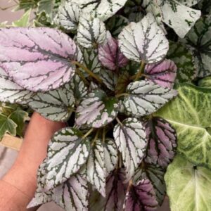 Hugh McLaughlin Begonia