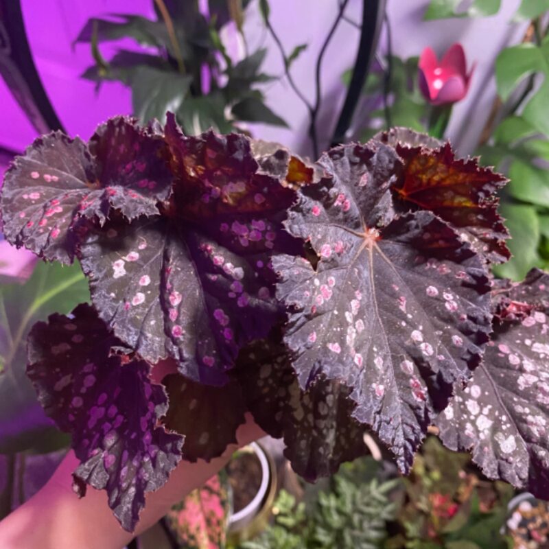 Black Beauty Heart Begonia Plant Potted - Image 5