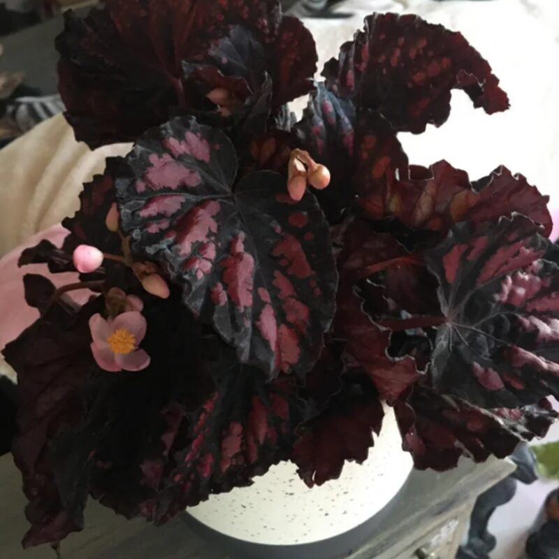 Black Beauty Heart Begonia Plant Potted - Image 4