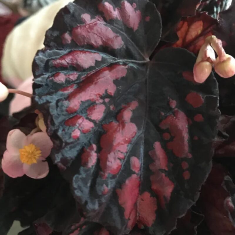 Black Beauty Heart Begonia Plant Potted - Image 3