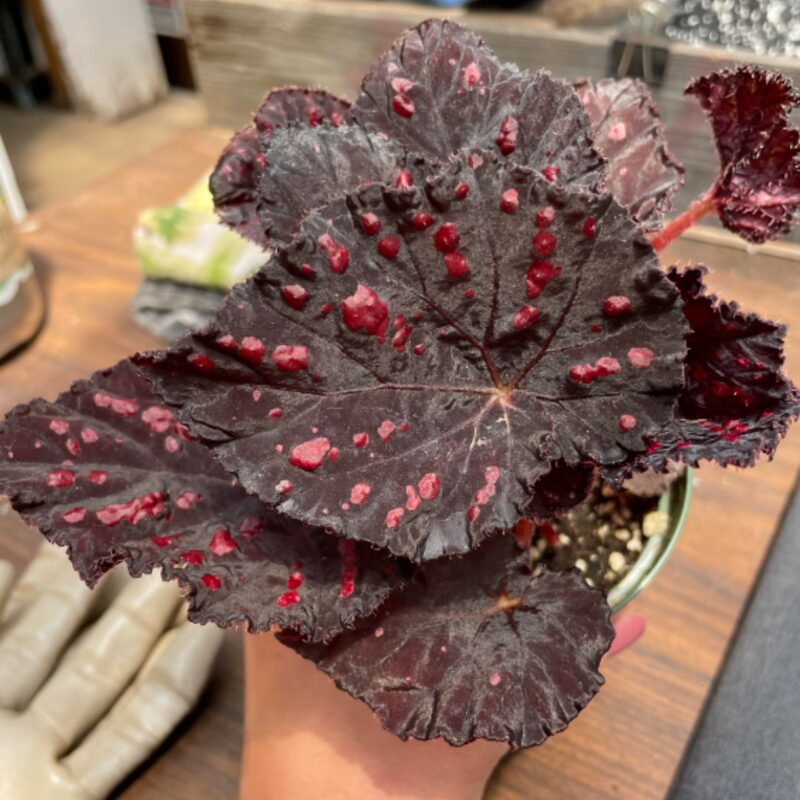 Black Beauty Heart Begonia Plant Potted